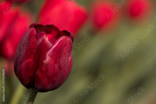 Obraz Red Tulip