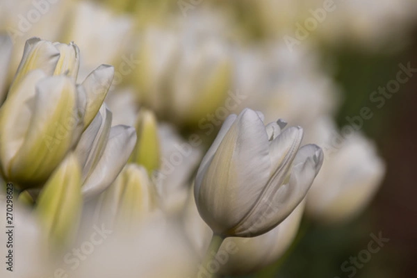 Obraz White Tulips