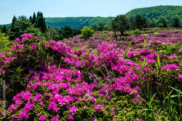 Fototapeta 万年山のミヤマキリシマ