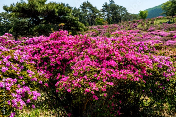 Fototapeta 万年山のミヤマキリシマ