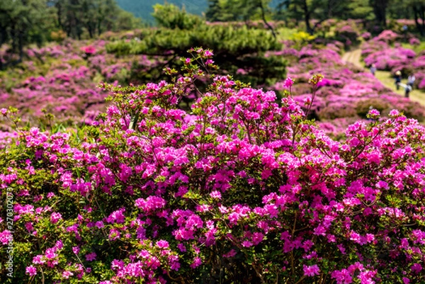 Obraz 万年山のミヤマキリシマ