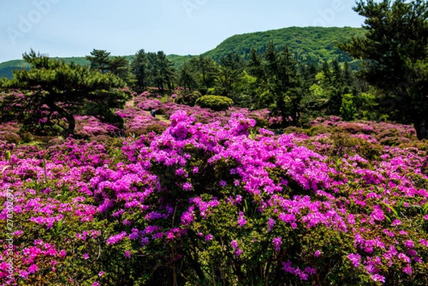 Fototapeta 万年山のミヤマキリシマ