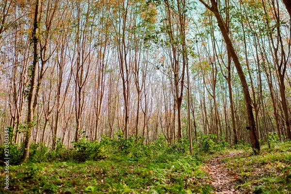 Obraz Rubber tree plantation on a sunny day