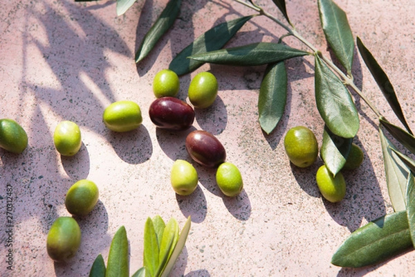 Obraz 四国、小豆島のオリーブ　香川・日本