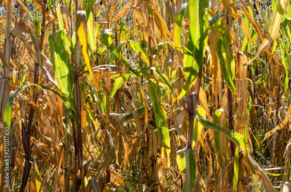 Obraz Milpas de maiz