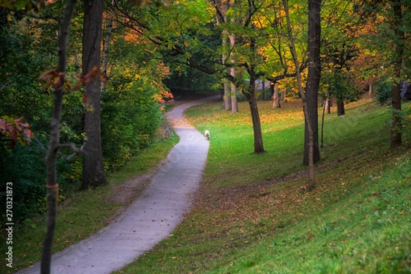 Fototapeta A dog runing along a path amid trees