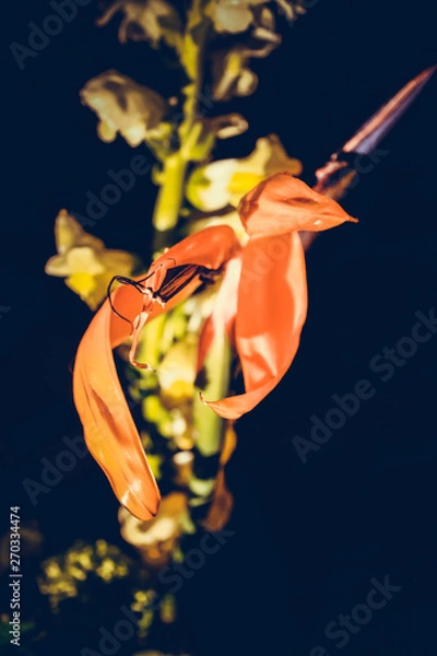 Obraz The colorful flowers.