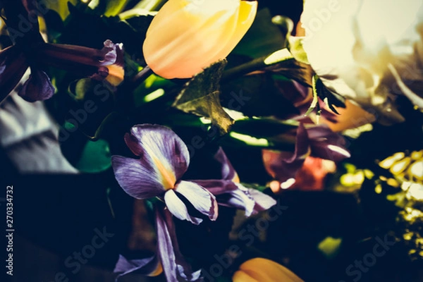 Obraz The colorful flowers.