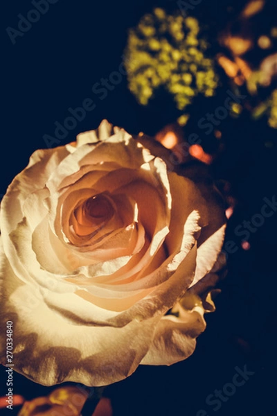 Obraz The colorful flowers.