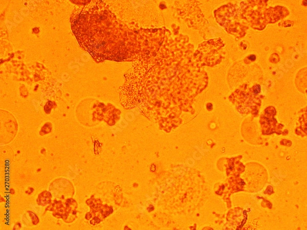 Obraz cell virus Micro organism view from microscope