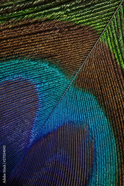 Obraz Peacock Feather