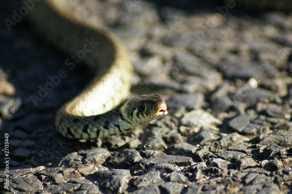 Fototapeta couleuvre