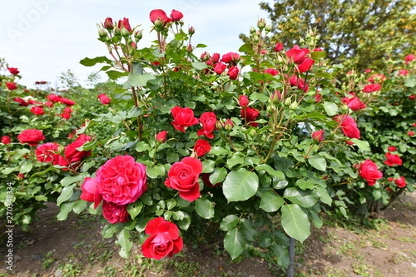 Fototapeta ばらの花