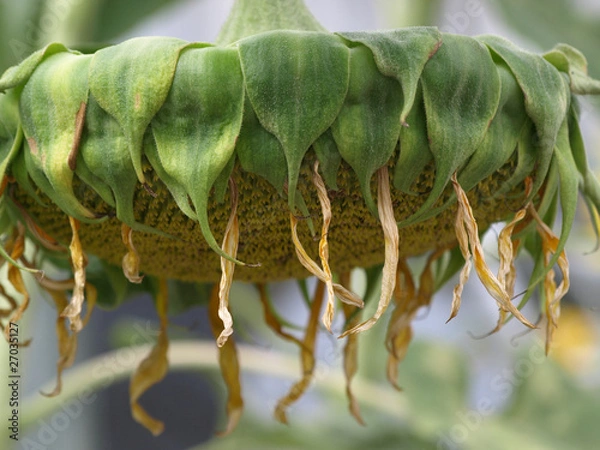 Obraz 枯れたヒマワリの花