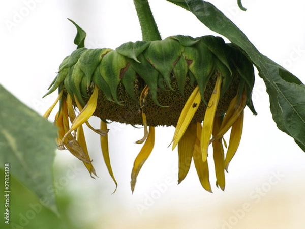 Obraz 枯れたヒマワリの花