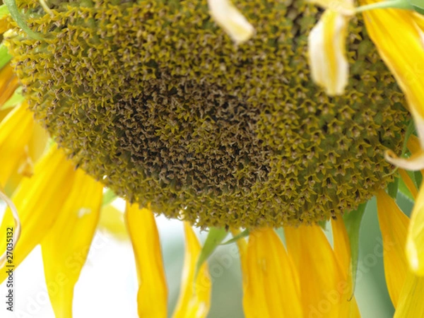 Obraz 枯れたヒマワリの花