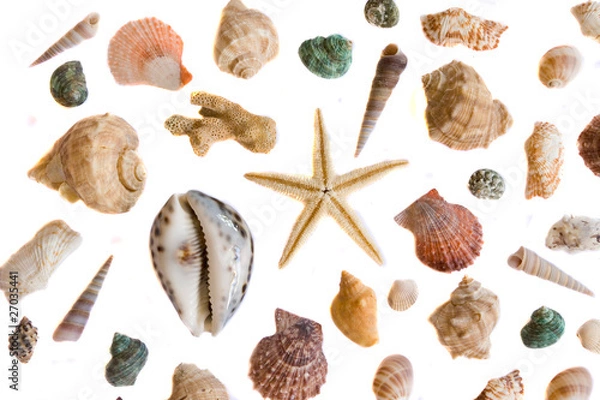 Obraz sea shell collection isolated