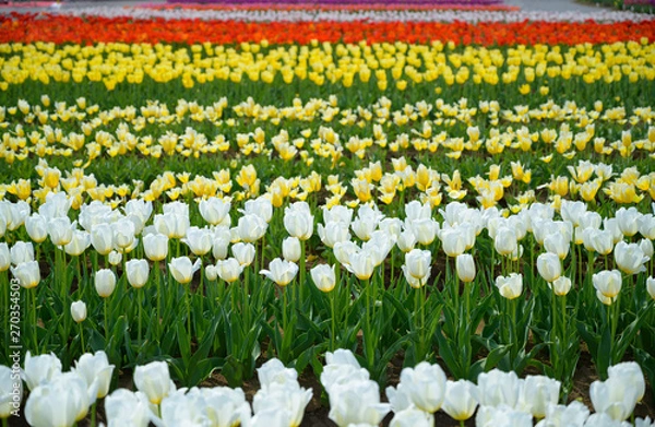 Obraz Tulip field in Japan.