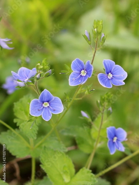 Obraz romantic detail of flower Veronica chamaedrys with bokeh background