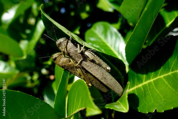 Obraz grasshoppers on leaf mating