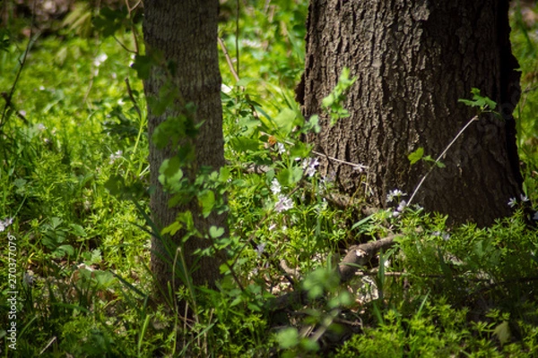 Fototapeta Walking in the forest