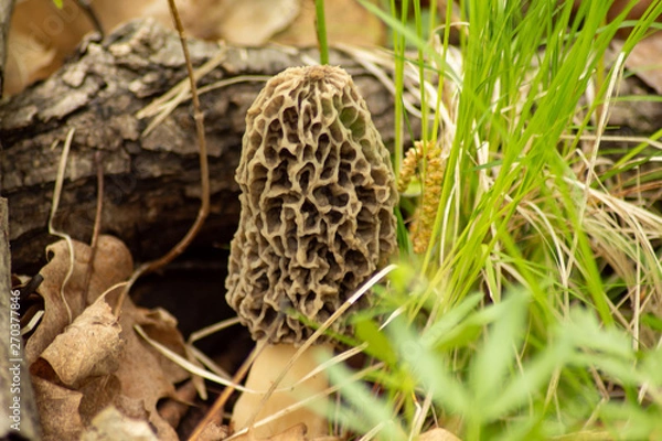 Obraz one little mushroom