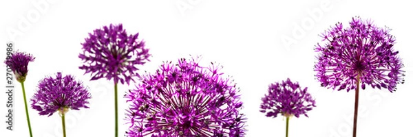 Fototapeta Kwitnąca cebula ozdobna na białym tle