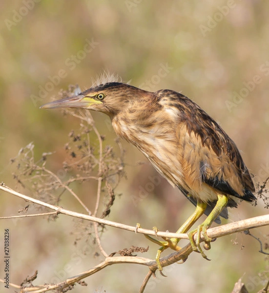 Fototapeta little bittern resting on the branch / Ixobrychus minutus