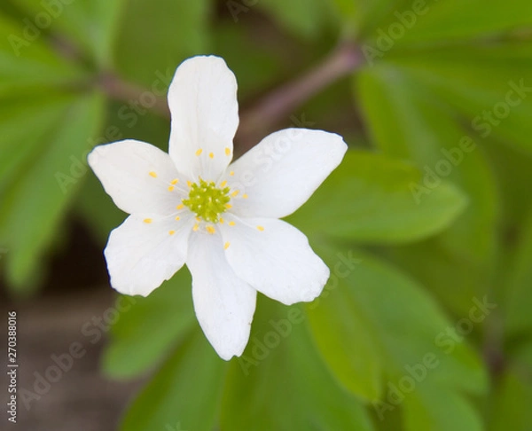 Obraz White spring flower in the forest. Close-up of wood anemone, windflower, thimbleweed (Anemone nemorosa).