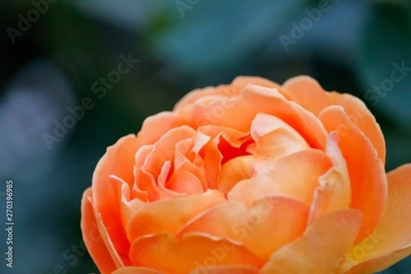 Fototapeta バラの花