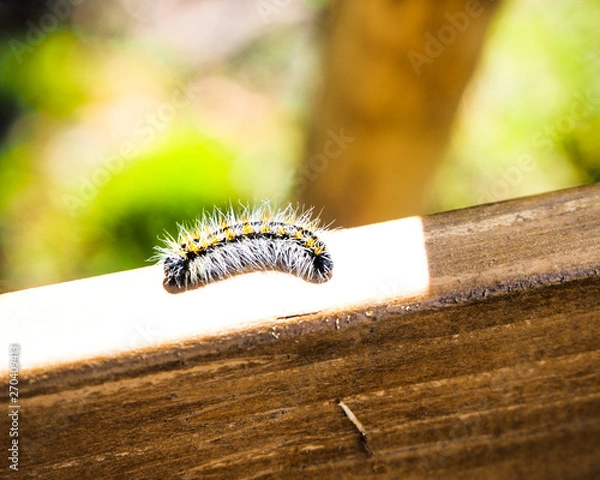 Obraz caterpillar