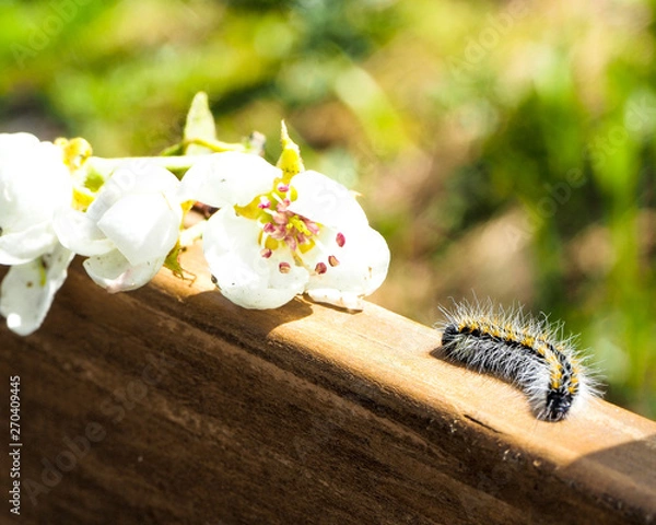 Obraz caterpillar