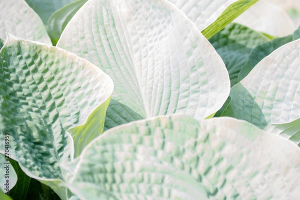 Obraz background with green leaves of Hosta