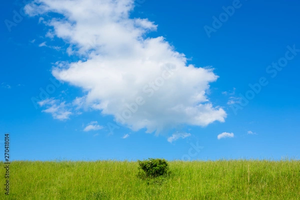Fototapeta Landscape with green grass and sky