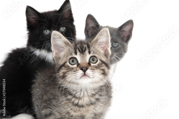 Obraz three kittens on white background