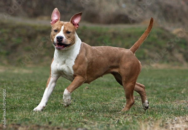 Obraz allure désordonnée de l'amstaff