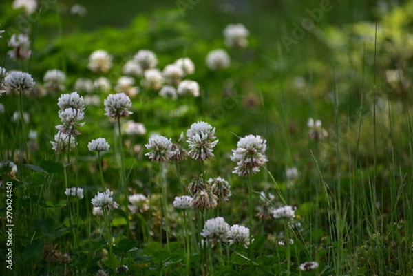 Fototapeta クローバーの思い