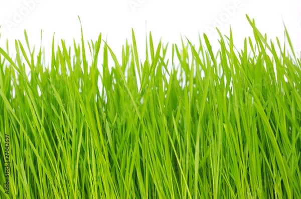 Obraz grass