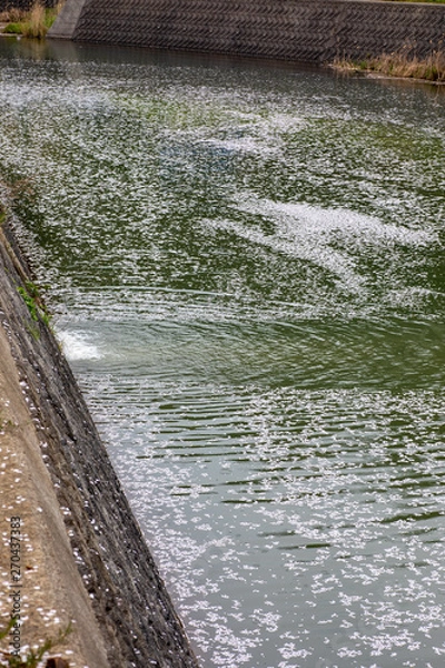 Fototapeta 桜の川