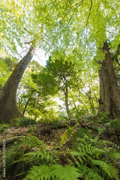 Fototapeta path in the forest