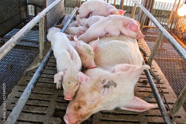 Fototapeta  Pink piglets are drinking milk from the mother on the farm