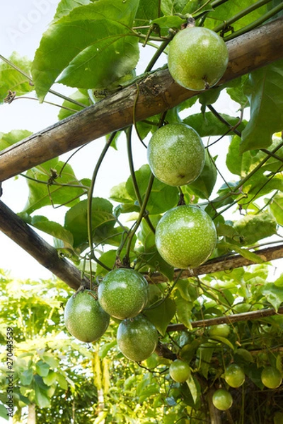 Obraz Growth passion fruit on vine. Agriculture background.