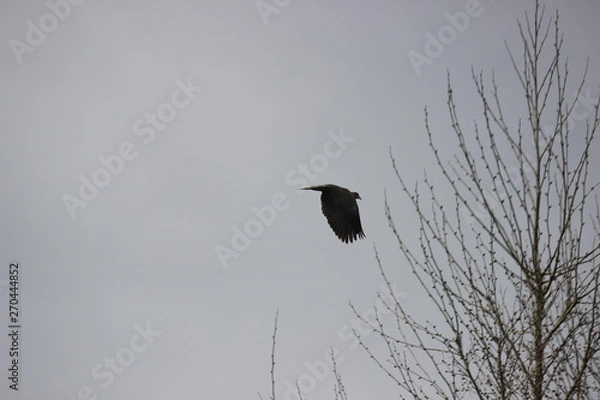Obraz dove in flight on grey background