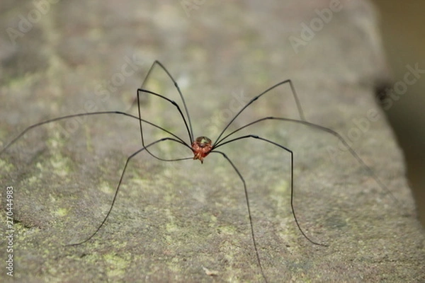 Obraz Chinese spider on ground