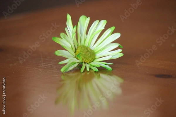 Obraz green flower on table