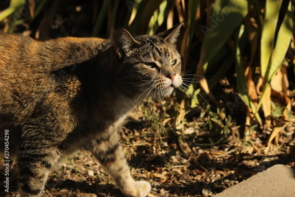 Obraz dramatic cat in garden