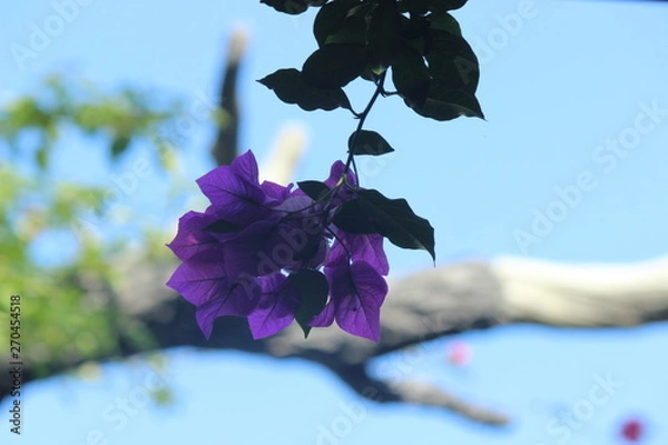 Obraz dramatic purple flowers