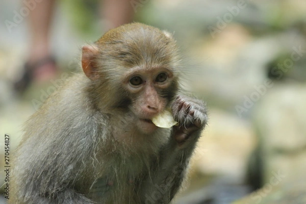 Obraz Monkey eating a potato chip