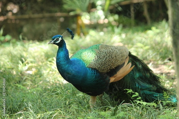 Obraz peacock in park