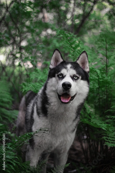 Fototapeta Husky in the fern